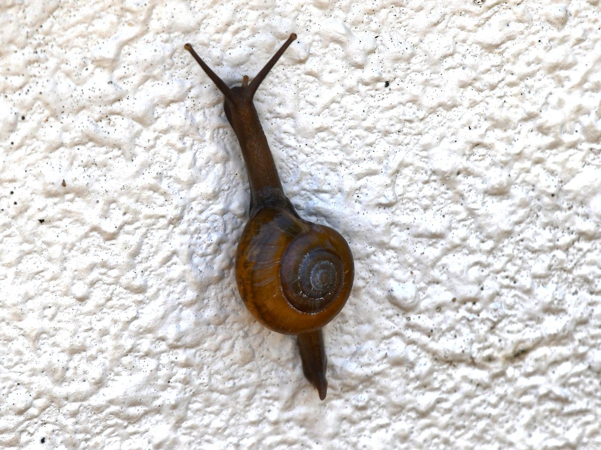 #66:
          Unidentified Land Snail, Okinawa
          f/ at mm - Shutter Speed: - ISO: